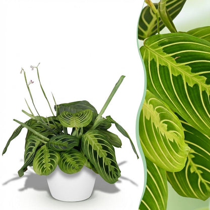 Kamerplant - Maranta Fascinator Lemon Lime - Gebedsplant - Pot Ø 12cm Hoogte ↕ 25cm