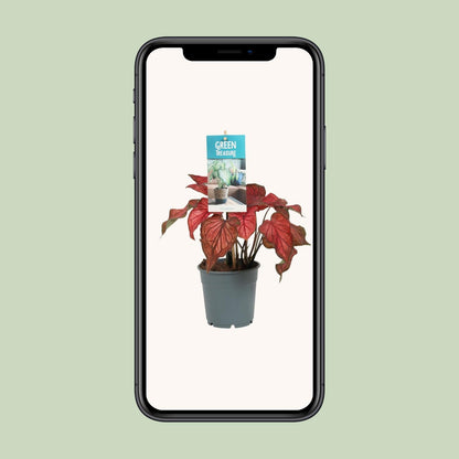 Kamerplant - Caladium Rood - Pot Ø 12cm Hoogte ↕ 25cm