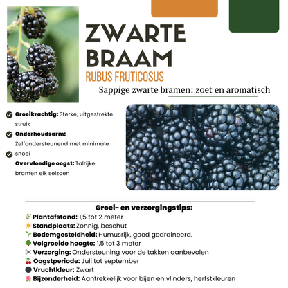 Buitenplant - "Zomervruchten" BIO Fruitplanten mix - Set van 4 soorten