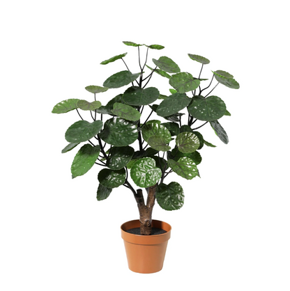 Kunstplant - Polyscias Fabian - Hoogte ↕ 55cm