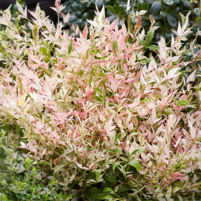 Buitenplant - Nandina domestica 'Twilight' - Groenblijvend - Pot Ø 17cm Hoogte ↕ 45cm