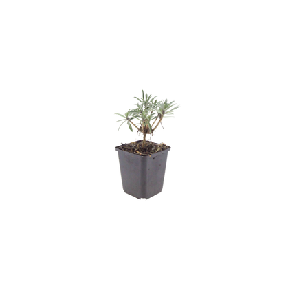 Buitenplant 60x Erysimum 'Bowles' Mauve' - Bloeiend - Pot Ø 9cm Hoogte ↕ 10-25cm
