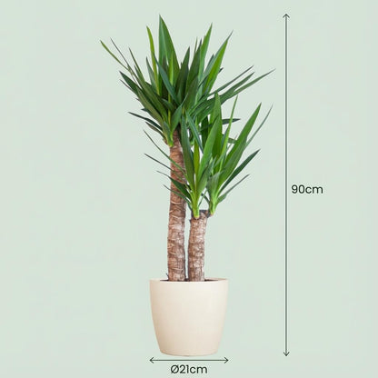 Kamerplant - Yucca Elephantipes - Inclusief sierpot wit - Pot Ø 21cm Hoogte ↕ 90cm
