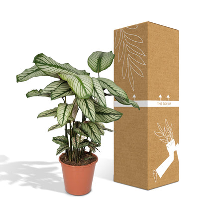Kamerplant - Calathea Whitestar - Pot Ø 19cm Hoogte ↕ 50cm