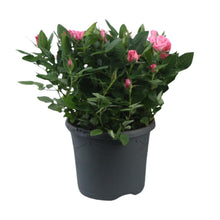 Buitenplant - Rosa Jewel Patio Sparkling - Bloeiend - Pot Ø 17cm Hoogte ↕ 30cm