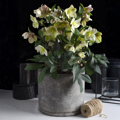 Buitenplant Helleborus 'Diamfire' - Groene bloem, groenblijvend, winterhard - Pot Ø 19cm Hoogte ↕ 40cm