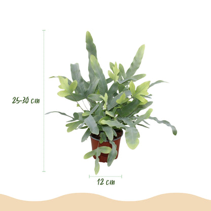 Kamerplant - Phlebodium aureum Blue Star - Blauwe Varen - Pot Ø 12cm Hoogte ↕ 25cm