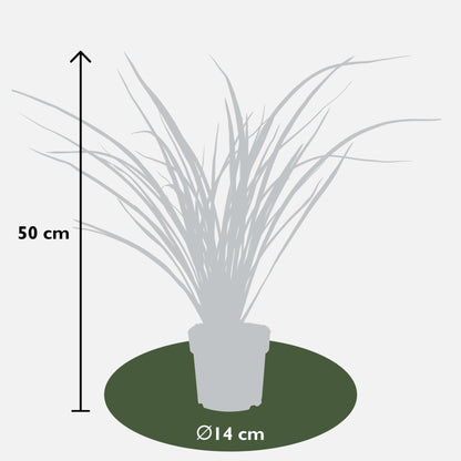 Buitenplant - Phormium 'Rubra Nana' - Pot Ø 14cm Hoogte ↕ 50cm