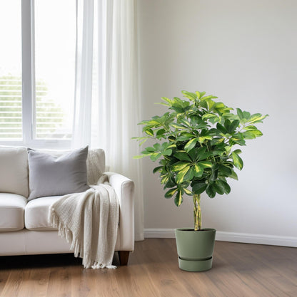 Kamerplant - Schefflera Arboricola Gold Capella - Pot Ø 19cm Hoogte ↕ 75cm