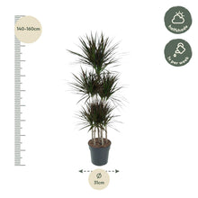 XL Kamerplant - Dracaena Magenta Carrousel - Luchtzuiverend - Pot Ø 31cm Hoogte ↕ 150cm