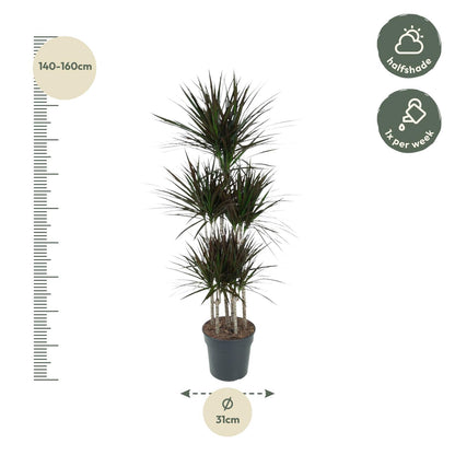 XL Kamerplant - Dracaena Magenta Carrousel - Luchtzuiverend - Pot Ø 31cm Hoogte ↕ 150cm