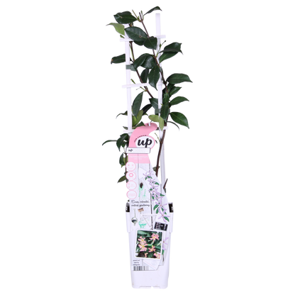 Buitenplant - Trachelospermum 'Star of Ibiza' - Klimplant - Pot Ø 15cm Hoogte ↕ 65cm