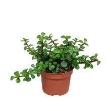 Kamerplant - Portulacaria afra - zonder pot