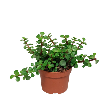 Kamerplant - Portulacaria afra - zonder pot