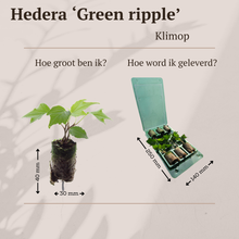 Buitenplant 6x Hedera 'Green Ripple' - Klimplant - Pot Hoogte ↕ variabel