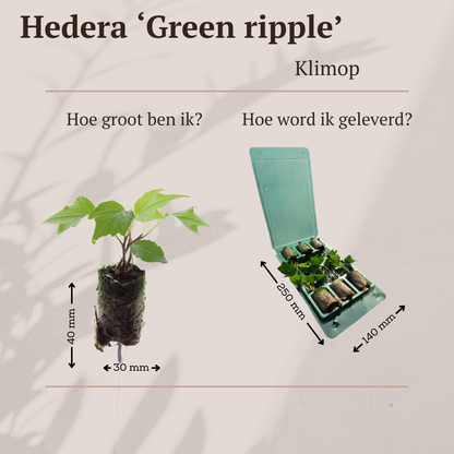 Buitenplant 6x Hedera 'Green Ripple' - Klimplant - Pot Hoogte ↕ variabel