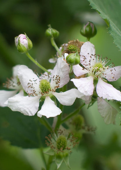 Buitenplant - Rubus idaeus Lochness - Bramen - Pot Ø 13cm Hoogte ↕ 45cm