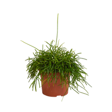 Kamerplant - Rhipsalis Baccifera Oasis - Pot Ø 12cm