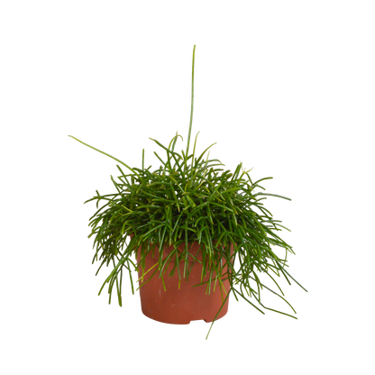 Kamerplant - Rhipsalis Baccifera Oasis - Pot Ø 12cm