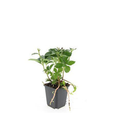 Buitenplant 24x Pachysandra terminalis - Pot Ø 9cm Hoogte ↕ 10-25cm
