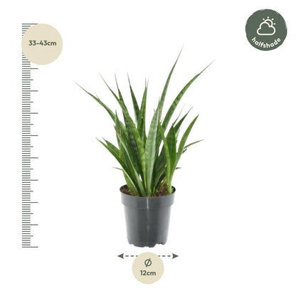 Kamerplant 3x Sansevieria Kirkii - Pot Ø 12cm Hoogte ↕ 38cm