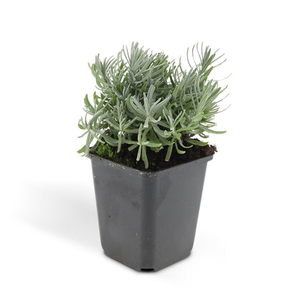 Buitenplant 24x Lavandula 'Hidcote' - Aromatische lavendel, bijenplant - Pot Ø 9cm Hoogte ↕ 10-25cm