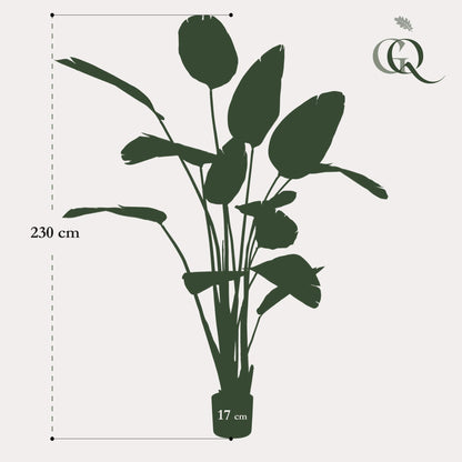 XL Kunstplant - Strelitzia Nicolai Paradijsvogelbloem - Hoogte ↕ 230cm