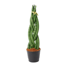 Kamerplant - Sansevieria cylindrica 'Twist' - Pot Ø 10,5cm Hoogte ↕ 40cm