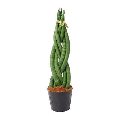 Kamerplant - Sansevieria cylindrica 'Twist' - Pot Ø 10,5cm Hoogte ↕ 40cm