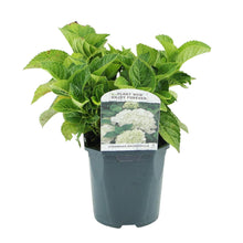 Buitenplant - Hydrangea macrophylla Blue - Bloeiend - Pot Ø 17cm Hoogte ↕ 30cm