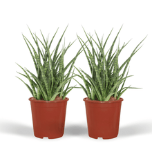 Kamerplant 2x Sansevieria Fernwood Punk - Pot Ø 12cm Hoogte ↕ 30cm