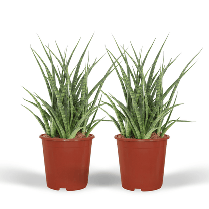 Kamerplant 2x Sansevieria Fernwood Punk - Pot Ø 12cm Hoogte ↕ 30cm