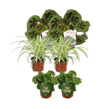 Kamerplant 6x Begonia + Chlorophytum mix - Pot Ø 12cm Hoogte ↕ 20-30cm