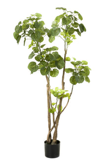 Kunstplant - Polyscias Aralia - Hoogte ↕ 135cm