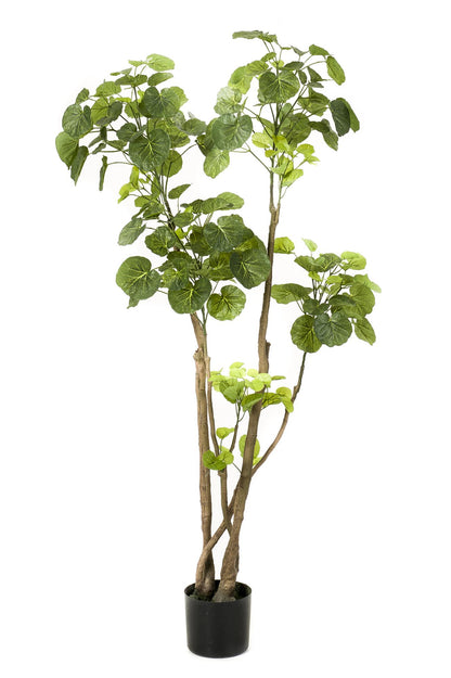 Kunstplant - Polyscias Aralia - Hoogte ↕ 135cm