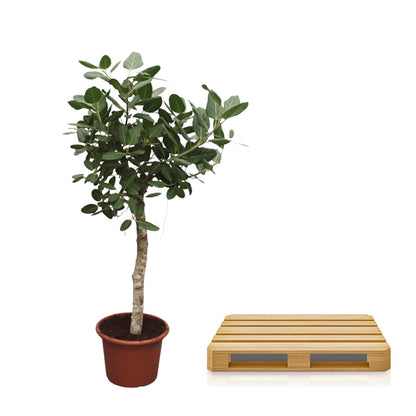 XL Kamerplant - Ficus Benghalensis - Pot Ø 50cm Hoogte ↕ 200cm