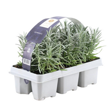 Buitenplant 6x Lavandula angustifolia - Lavendel - Pot Ø 7cm Hoogte ↕ 15cm