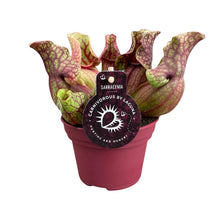 Buitenplant - Sarracenia Venosa - Pot Ø 12cm Hoogte ↕ 20cm