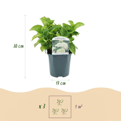 Buitenplant 3x Hydrangea macrophylla - Wit - Bloeiend - Pot Ø 17cm Hoogte ↕ 30cm