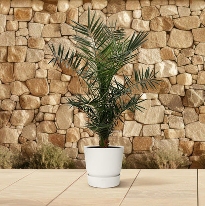 XL plant - Phoenix canariensis - Dadelpalm - Pot Ø 21cm Hoogte ↕ 140cm