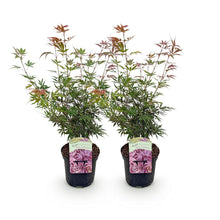 Buitenplant 2x Acer palmatum 'Jerre Swarts' - Japanse Esdoorn - Pot Ø 19cm Hoogte ↕ 70cm