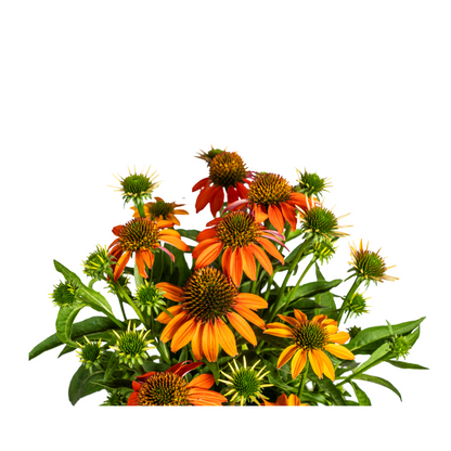 Buitenplant - Echinacea Purpurea Orange - Bloeiend - Pot Ø 19cm Hoogte ↕ 60-70cm