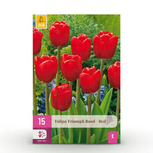 Buitenplant - Tulp Triumph Red - Bloeiend - 15 bollen Bolmaat 11/12