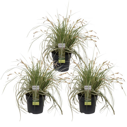 Buitenplant 3x Carex hachijoensis 'Evergold' - Pot Ø 14cm Hoogte ↕ 30cm