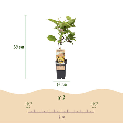 Buitenplant - Actinidia deliciosa Golden Kiwi - Fruitplant - Pot Ø 15cm Hoogte ↕ 50cm