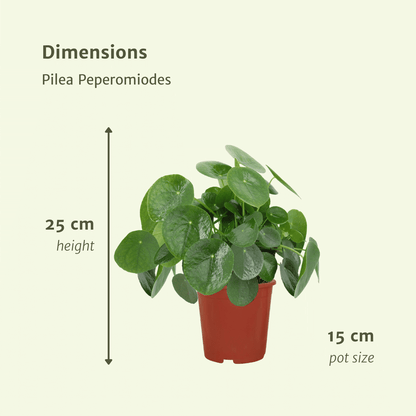 Kamerplant 2x Pilea Peperomioides - Pannekoekenplant - Pot Ø 15cm Hoogte ↕ 25cm