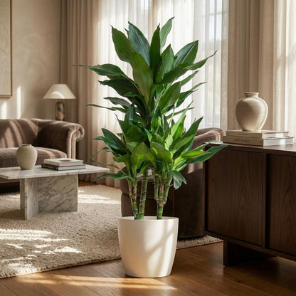 Kamerplant - Dracaena Janet Lind - Met witte pot - Pot Ø 21cm Hoogte ↕ 95cm