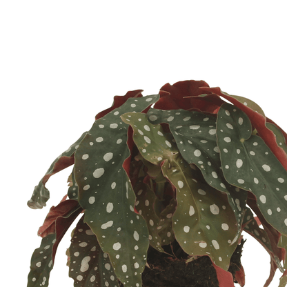 Kamerplant 2x Begonia Maculata - Bladbegonia - Pot Ø 12cm Hoogte ↕ 20cm