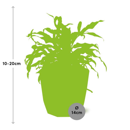 Kamerplant - Microsorum Diversifolium - Pot Ø 14cm