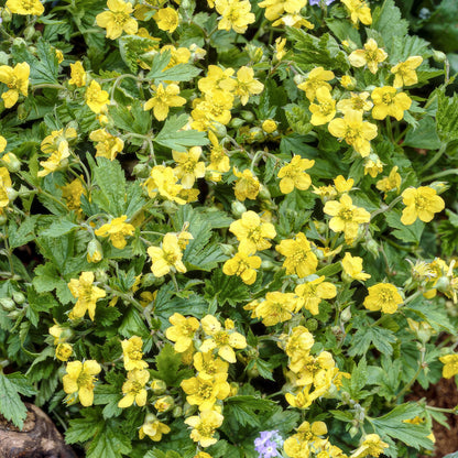 Buitenplant 48x Waldsteinia ternata - Pot Ø 9cm Hoogte ↕ 10-25cm